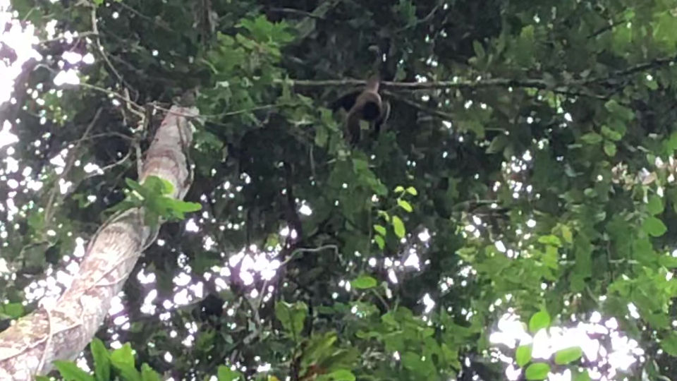 Singe accroché par sa queue